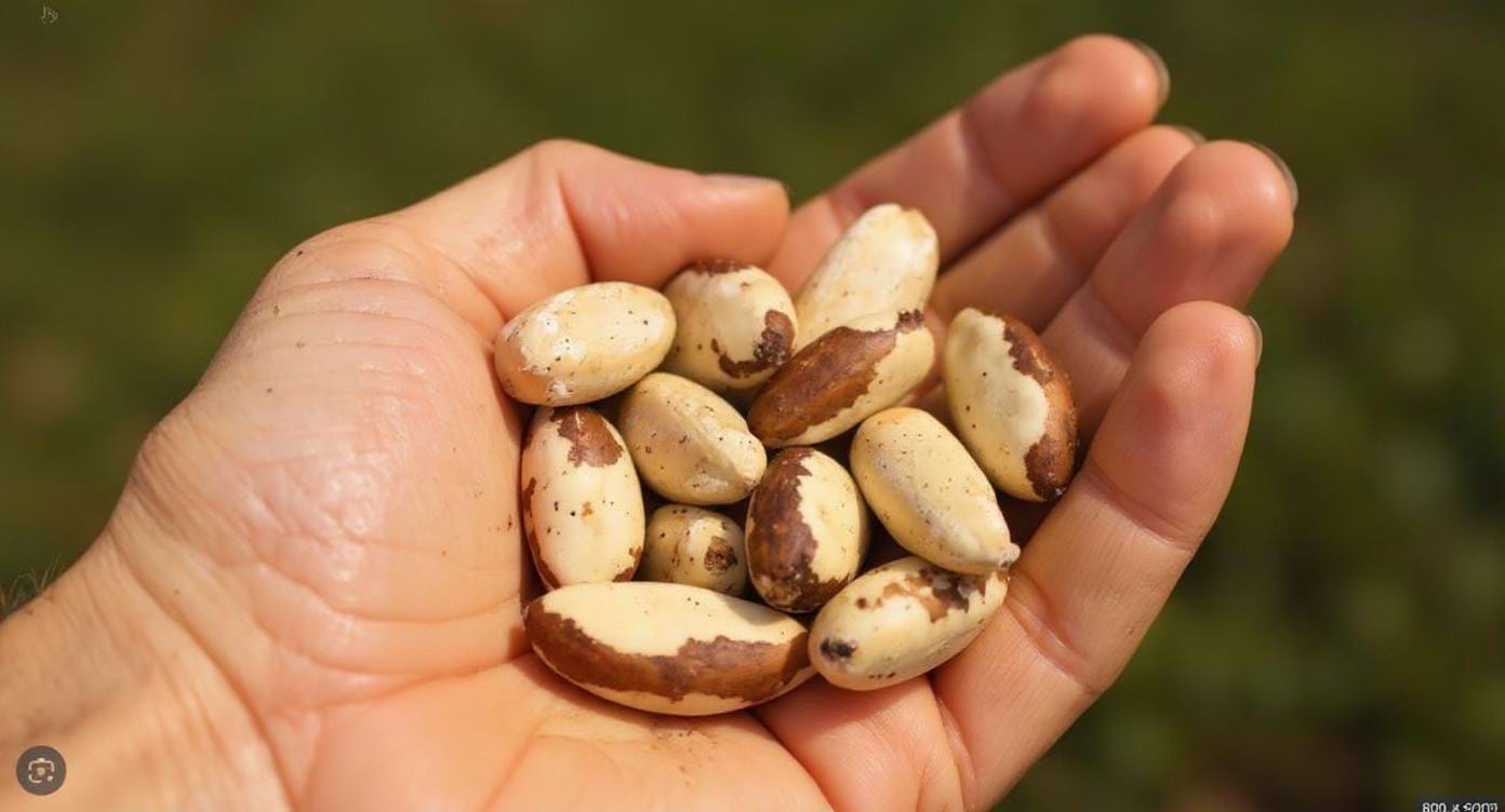 Main tenant quelques noix du Brésil en gros plan