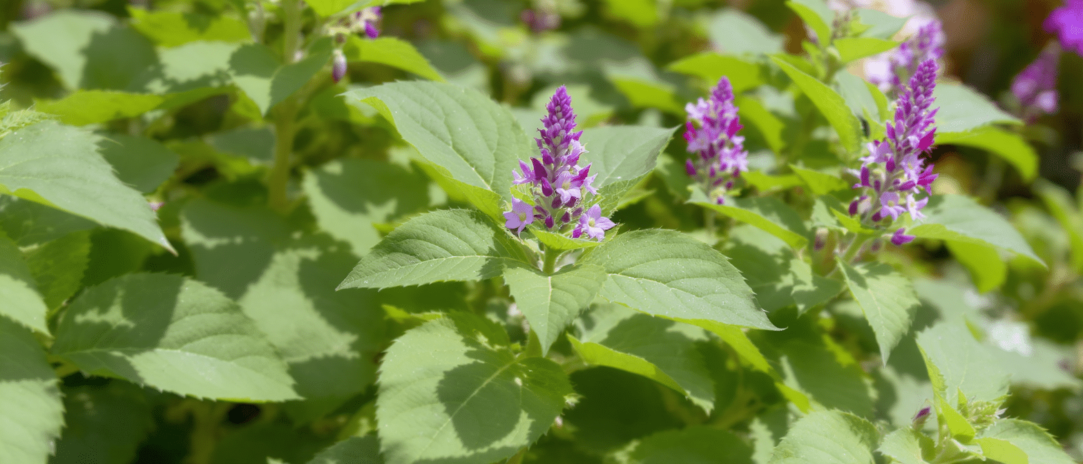 découvrez comment le basilic sacré (tulsi) peut améliorer naturellement votre humeur grâce à ses bienfaits apaisants et ses propriétés anti-stress. adoptez cette plante ancestrale pour favoriser équilibre émotionnel et bien-être au quotidien.