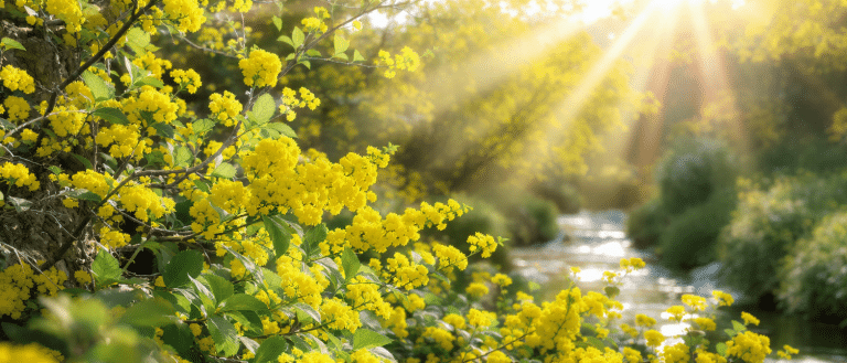 Buisson de millepertuis en fleurs jaunes au bord d’un ruisseau, éclairé par la lumière du soleil.