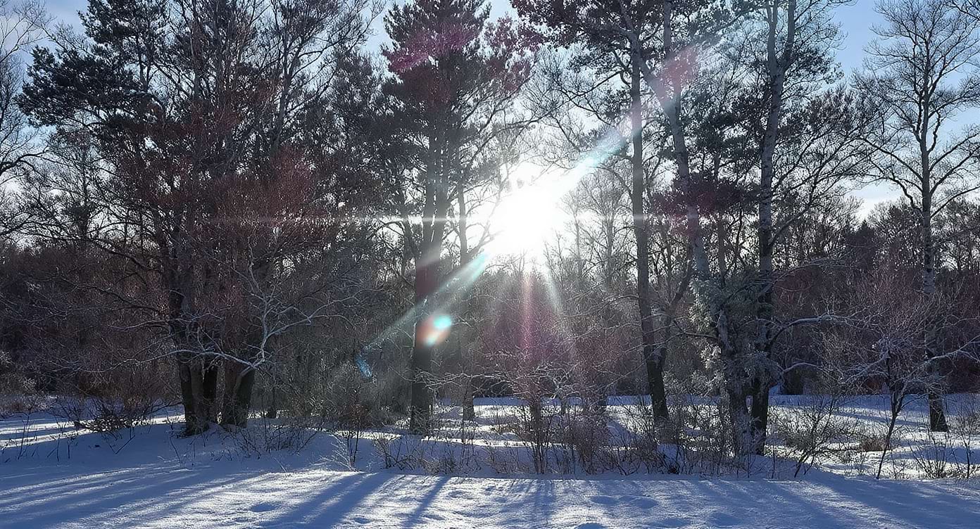 Paysage hivernal avec un soleil bas et une lumière douce filtrant à travers les arbres.