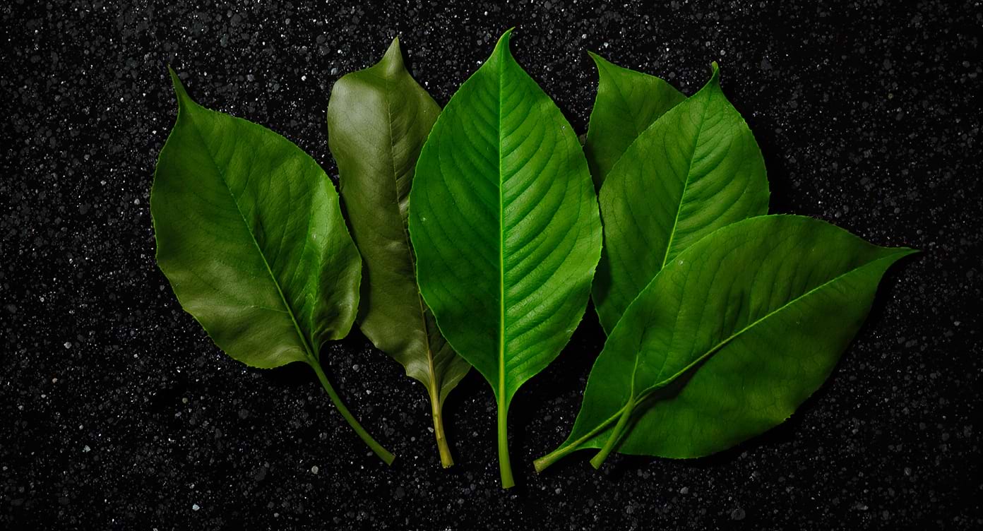 Feuilles de djeka sur fond sombre symbolisant les dangers cachés des remèdes naturels