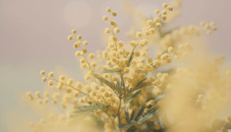 découvrez les bienfaits du mimosa, fleurs de bach reconnues pour leur pouvoir apaisant et leur contribution au bien-être émotionnel.