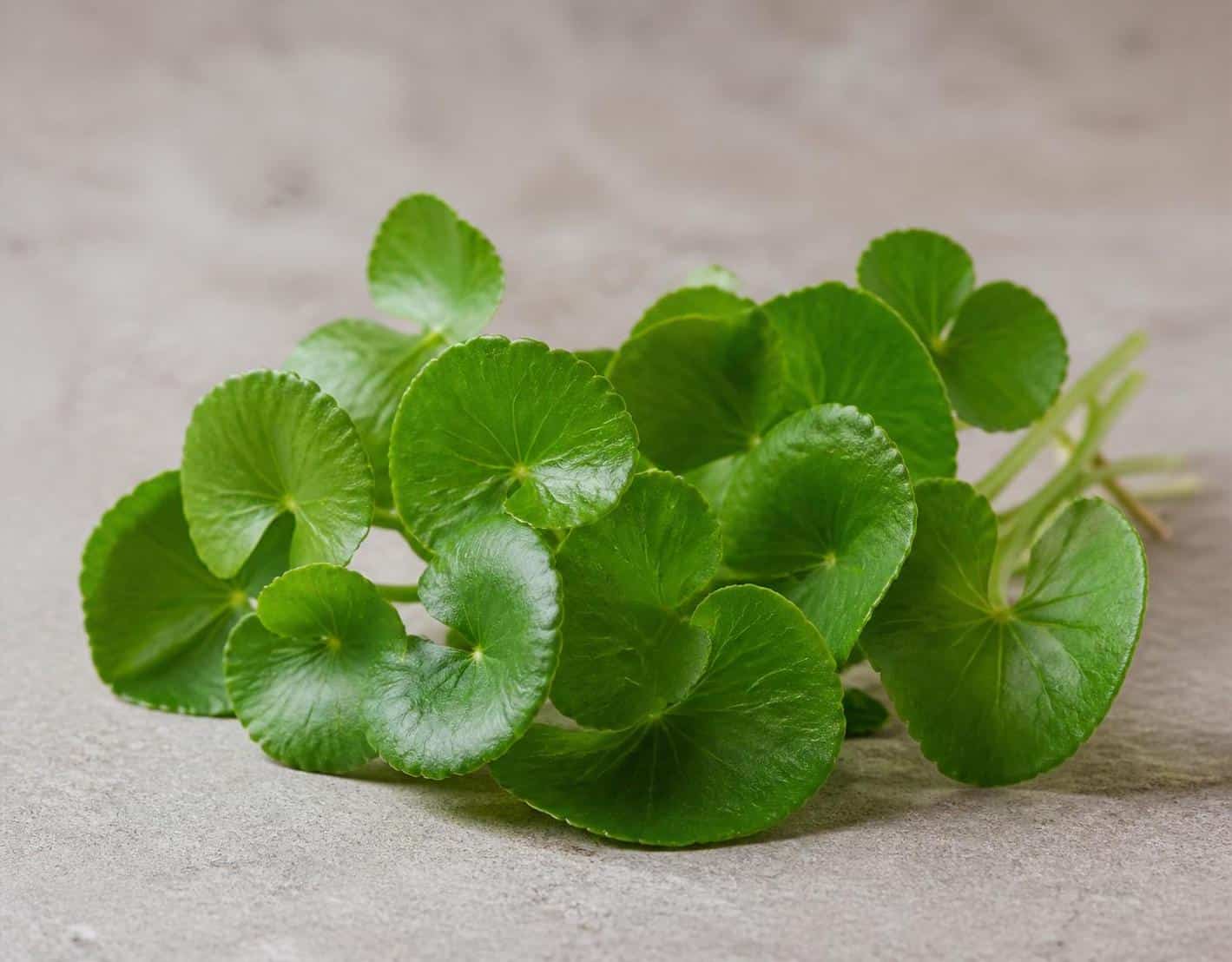 découvrez comment le gotu kola peut améliorer la mémoire et la concentration grâce à ses bienfaits naturels pour le cerveau et les fonctions cognitives.