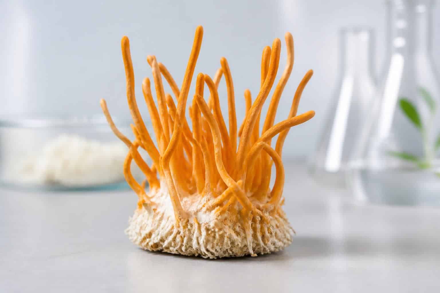 découvrez les effets secondaires possibles du cordyceps, un champignon aux multiples bienfaits, et comment l'utiliser en toute sécurité.