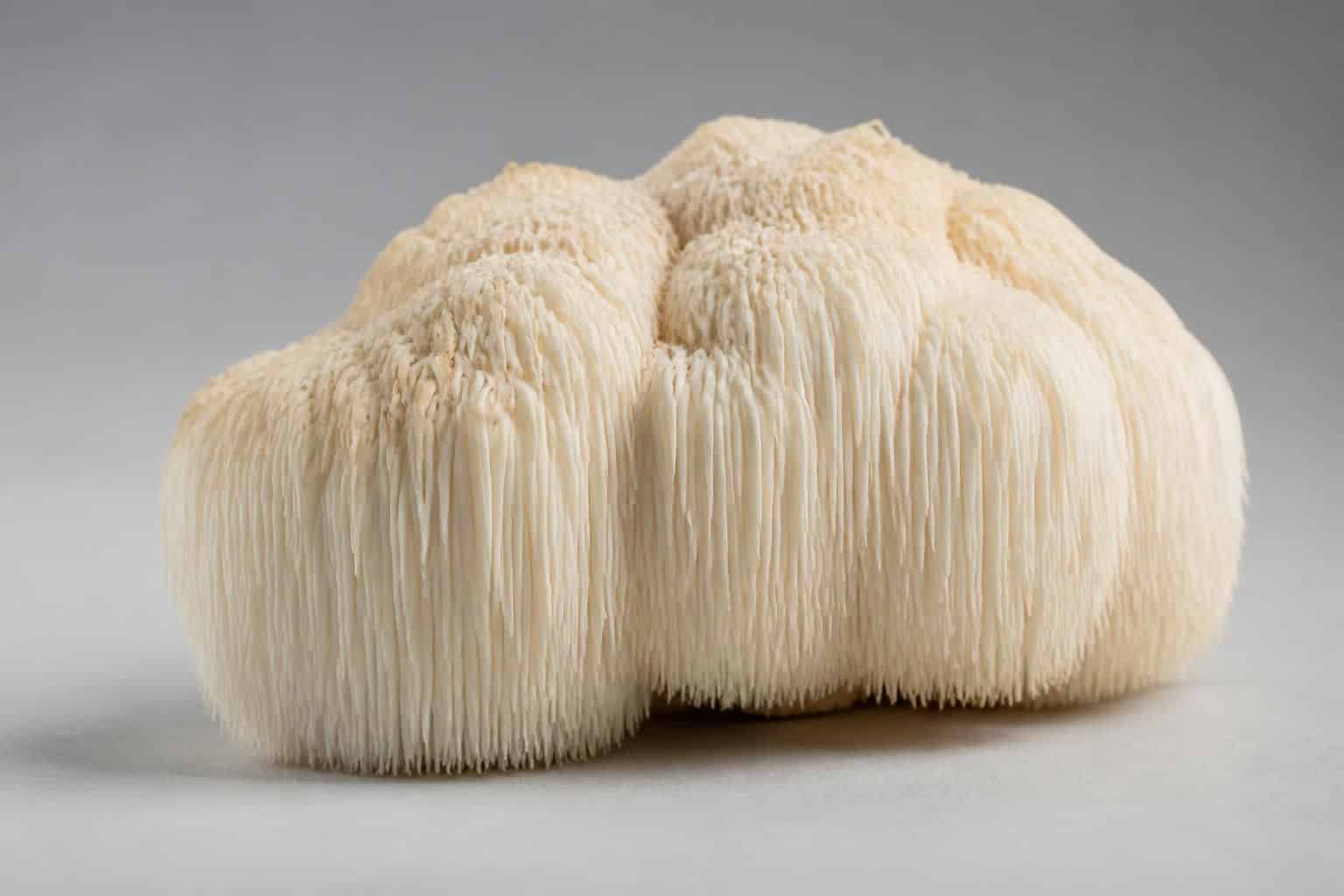 découvrez les effets secondaires possibles du lion's mane, un champignon aux nombreuses vertus pour la santé, et apprenez à l'utiliser en toute sécurité.