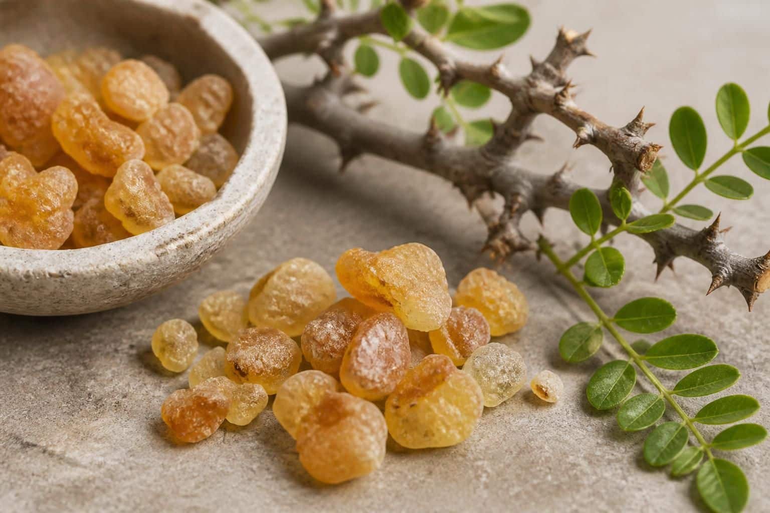 Morceaux de résine de boswellia près d’une branche épineuse
